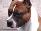 Собаки, щенята Американський стаффордширський тер'єр, ціна 100 Грн., Фото
