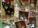 Собаки, щенята Російський довгошерстий тойтерьер, ціна 8000 Грн., Фото
