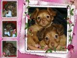 Собаки, щенки Русский длинношерстный тойтерьер, цена 8000 Грн., Фото