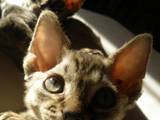 Кошки, котята Девон-рекс, цена 6000 Грн., Фото