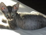 Кошки, котята Девон-рекс, цена 6000 Грн., Фото