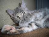 Кошки, котята Курильский бобтейл, цена 1000 Грн., Фото