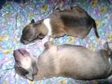 Собаки, щенки Длинношерстный колли, цена 2000 Грн., Фото