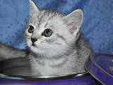 Кошки, котята Шотландская короткошерстная, цена 2700 Грн., Фото