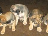 Собаки, щенки Мальоркский бульдог (Ка Де Бо), цена 4000 Грн., Фото