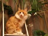 Кошки, котята Курильский бобтейл, Фото