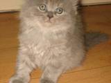 Кошки, котята Хайленд Фолд, цена 1000 Грн., Фото