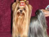 Собаки, щенята Йоркширський тер'єр, Фото