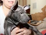 Собаки, щенята Родезійського ріджбек, ціна 23000 Грн., Фото