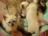 Кошки, котята Сиамская, цена 450 Грн., Фото