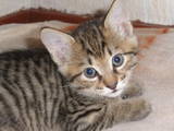 Кішки, кошенята Курильський бобтейл, ціна 1400 Грн., Фото
