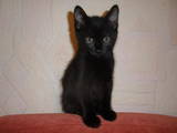 Кошки, котята Курильский бобтейл, цена 1400 Грн., Фото