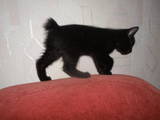 Кошки, котята Курильский бобтейл, цена 1400 Грн., Фото