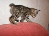 Кішки, кошенята Курильський бобтейл, ціна 1400 Грн., Фото