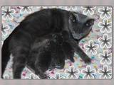 Кішки, кошенята Російська блакитна, ціна 2800 Грн., Фото