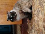 Кошки, котята Невская маскарадная, цена 900 Грн., Фото