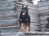 Собаки, щенята Босерон, ціна 10000000 Грн., Фото