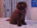 Кошки, котята Хайленд Фолд, цена 4000 Грн., Фото
