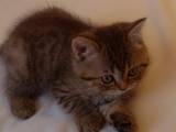 Кішки, кошенята Highland Fold, ціна 3200 Грн., Фото