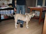 Собаки, щенки Мальоркский бульдог (Ка Де Бо), цена 8000 Грн., Фото