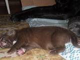 Собаки, щенки Мастино неаполетано, цена 40000 Грн., Фото