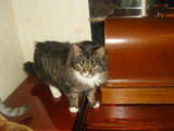Кішки, кошенята Сибірська, ціна 0.01 Грн., Фото
