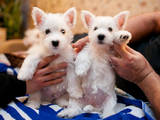 Собаки, щенята Вестхайленд уайт тер'єр, ціна 8000 Грн., Фото