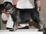 Собаки, щенята Міттельшнауцер, ціна 2000 Грн., Фото