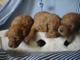 Собаки, щенки Той-пудель, цена 3500 Грн., Фото