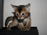 Кошки, котята Абиссинская, цена 6000 Грн., Фото