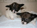 Собаки, щенки Папильон, цена 8000 Грн., Фото