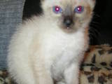 Кошки, котята Бирманская, цена 400 Грн., Фото
