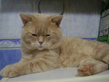 Кошки, котята Спаривание, цена 850 Грн., Фото
