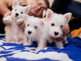 Собаки, щенята Вестхайленд уайт тер'єр, ціна 6400 Грн., Фото