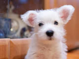 Собаки, щенки Вестхайленд уайт терьер, цена 6400 Грн., Фото
