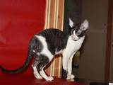 Кошки, котята Корниш-рекс, цена 3000 Грн., Фото