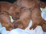 Собаки, щенята Бордоський дог, ціна 4500 Грн., Фото