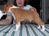 Собаки, щенята Басенджі, ціна 11000 Грн., Фото
