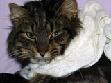 Кошки, котята Сибирская, цена 10 Грн., Фото