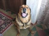 Собаки, щенята Іспанська мастіф, ціна 1000 Грн., Фото