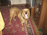 Собаки, щенята Іспанська мастіф, ціна 1000 Грн., Фото