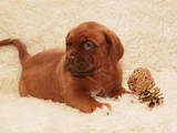 Собаки, щенята Бордоський дог, ціна 3900 Грн., Фото