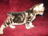 Кошки, котята Курильский бобтейл, цена 2700 Грн., Фото
