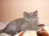 Кішки, кошенята Персидська, ціна 300 Грн., Фото