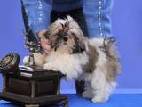 Собаки, щенята Шелті, ціна 3500 Грн., Фото