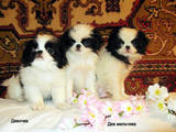 Собаки, щенята Японський хіни, ціна 4800 Грн., Фото