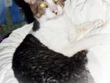 Кішки, кошенята Корніш-рекс, ціна 200 Грн., Фото