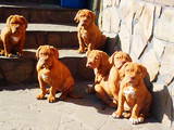 Собаки, щенки Бордосский дог, цена 3500 Грн., Фото