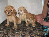 Собаки, щенки Карликовый пудель, цена 800 Грн., Фото