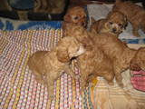 Собаки, щенята Карликовий пудель, ціна 800 Грн., Фото